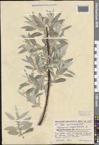 Elaeagnus angustifolia L., Eastern Europe, North Ukrainian region (E11) (Ukraine)