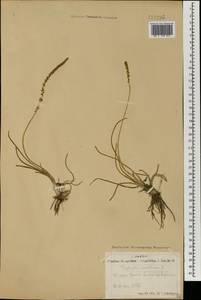 Triglochin maritima L., Mongolia (MONG) (Mongolia)