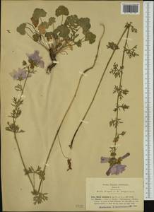 Malva moschata L., Western Europe (EUR) (Italy)