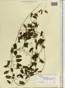 Fallopia convolvulus (L.) Á. Löve, Eastern Europe, South Ukrainian region (E12) (Ukraine)