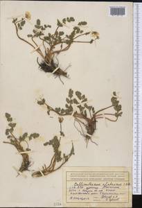 Callianthemum alatavicum Freyn, Middle Asia, Northern & Central Tian Shan (M4) (Kazakhstan)