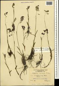 Paracolpodium colchicum (Albov) Tzvelev, Caucasus, South Ossetia (K4b) (South Ossetia)