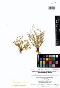 Juncus ranarius Songeon & E. P. Perrier, Siberia, Baikal & Transbaikal region (S4) (Russia)