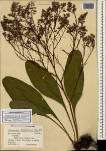Limonium platyphyllum Lincz., Crimea (KRYM) (Russia)