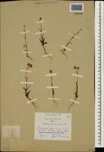 Valerianella coronata (L.) DC., Crimea (KRYM) (Russia)