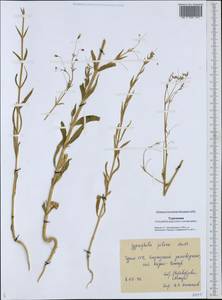 Gypsophila pilosa Huds., Middle Asia, Karakum (M6) (Turkmenistan)