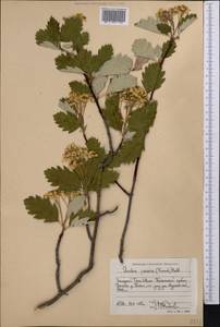 Hedlundia persica (Hedl.) Mezhenskyj, Middle Asia, Western Tian Shan & Karatau (M3) (Uzbekistan)