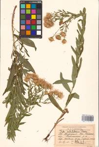 Pentanema sabuletorum (Czern. ex Lavrenko) G. V. Boiko & Korniy., Middle Asia, Caspian Ustyurt & Northern Aralia (M8) (Kazakhstan)