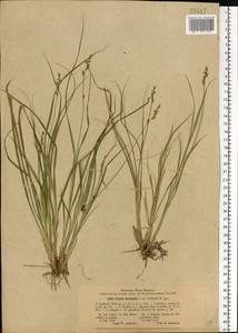 Carex elongata L., Eastern Europe, North-Western region (E2) (Russia)