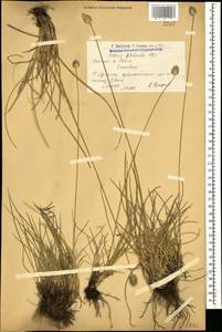Sesleria phleoides Steven ex Roem. & Schult., Caucasus, Armenia (K5) (Armenia)