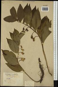 Polygonatum latifolium (Jacq.) Desf., Western Europe (EUR) (Serbia)