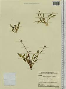 Taraxacum arcticum (Trautv.) Dahlst., Siberia, Central Siberia (S3) (Russia)