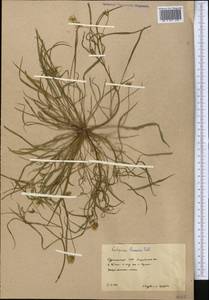 Koelpinia linearis Pall., Middle Asia, Karakum (M6) (Turkmenistan)