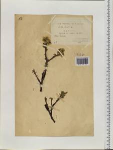 Salix lanata L., Siberia, Yakutia (S5) (Russia)