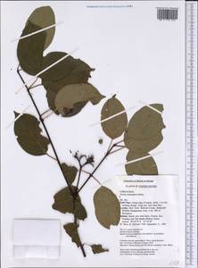 Cornus sericea L., America (AMER) (United States)