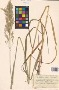 Bromus inermis Leyss., Eastern Europe, West Ukrainian region (E13) (Ukraine)