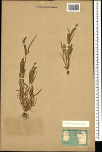 Phleum paniculatum Huds., Caucasus, Dagestan (K2) (Russia)