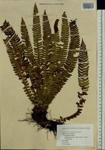 Polystichum lonchitis (L.) Roth, Eastern Europe, Northern region (E1) (Russia)