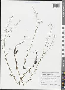 Myosotis arvensis (L.) Hill, Caucasus, Black Sea Shore (from Novorossiysk to Adler) (K3) (Russia)