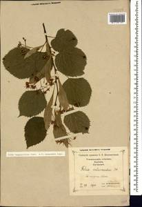 Tilia croizatii Chun & H. D. Wong, Caucasus, Georgia (K4) (Georgia)