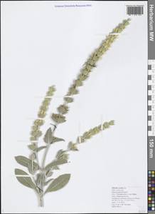 Sideritis euxina Juz., Caucasus, Black Sea Shore (from Novorossiysk to Adler) (K3) (Russia)