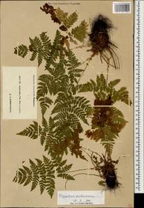 Dryopteris carthusiana (Vill.) H. P. Fuchs, Caucasus, Krasnodar Krai & Adygea (K1a) (Russia)