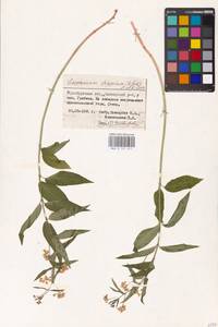 Vincetoxicum albowianum (Kuzn.) Pobed., Eastern Europe, Eastern region (E10) (Russia)