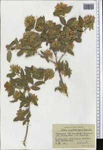 Zabelia corymbosa (Regel & Schmalh.) Makino, Middle Asia, Western Tian Shan & Karatau (M3) (Kyrgyzstan)