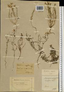 Dontostemon integrifolius (L.) Ledeb., Siberia, Baikal & Transbaikal region (S4) (Russia)