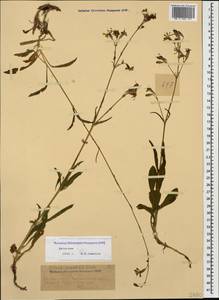 Silene saxatilis Sims, Caucasus, Dagestan (K2) (Russia)