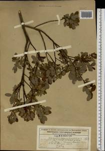 Salix aurita × lapponum × myrtilloides, Eastern Europe, Central forest region (E5) (Russia)