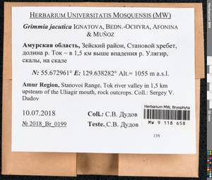 Grimmia jacutica Ignatova, Bedn.-Ochyra, Afonina & J. Muñoz, Bryophytes, Bryophytes - Russian Far East (excl. Chukotka & Kamchatka) (B20) (Russia)