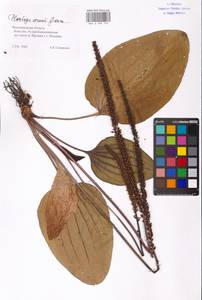 Plantago cornuti Gouan, Eastern Europe, Lower Volga region (E9) (Russia)