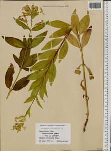 Saponaria officinalis L., Eastern Europe, Northern region (E1) (Russia)