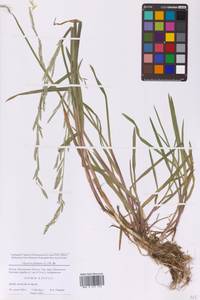 Glyceria fluitans (L.) R.Br., Eastern Europe, Moscow region (E4a) (Russia)