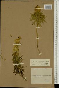 Aconitum confertiflorum (DC.) Gáyer, Caucasus, Georgia (K4) (Georgia)