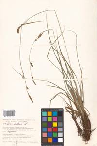 Carex distans L., Eastern Europe, Moscow region (E4a) (Russia)