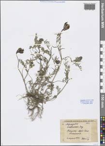 Astragalus bossuensis Popov, Middle Asia, Syr-Darian deserts & Kyzylkum (M7) (Uzbekistan)