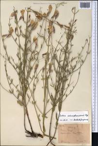 Salvia schmalbausenii Regel, Middle Asia, Western Tian Shan & Karatau (M3) (Kyrgyzstan)