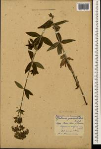 Galium rubioides L., Caucasus, Georgia (K4) (Georgia)