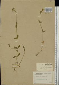 Cerastium holosteoides Fries emend. Hyl., Eastern Europe, Western region (E3) (Russia)