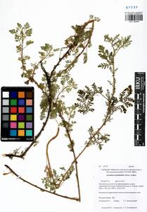 Artemisia stechmanniana Besser, Siberia, Altai & Sayany Mountains (S2) (Russia)