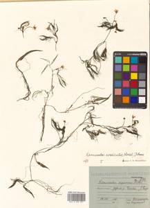 Ranunculus confervoides (Fr.) Fr., Siberia, Russian Far East (S6) (Russia)