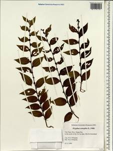 Ziziphus oenopolia (L.) Mill., South Asia, South Asia (Asia outside ex-Soviet states and Mongolia) (ASIA) (Vietnam)