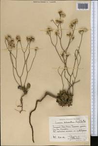 Limonium dichroanthum (Rupr.) Ikonn.-Gal. ex Lincz., Middle Asia, Western Tian Shan & Karatau (M3) (Kyrgyzstan)