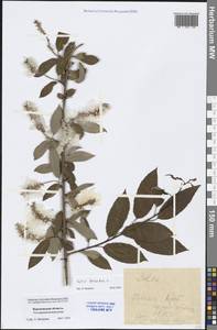 Salix triandra L., Eastern Europe, Central forest-and-steppe region (E6) (Russia)