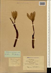 Colchicum speciosum Steven, Caucasus, Abkhazia (K4a) (Abkhazia)