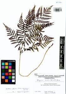 Diplazium sibiricum (Turcz. ex Kunze) Sa.Kurata, Siberia, Baikal & Transbaikal region (S4) (Russia)