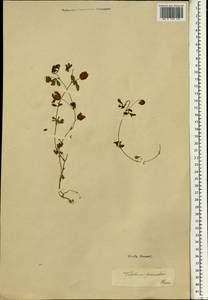 Trifolium campestre Schreb., South Asia, South Asia (Asia outside ex-Soviet states and Mongolia) (ASIA) (Iran)