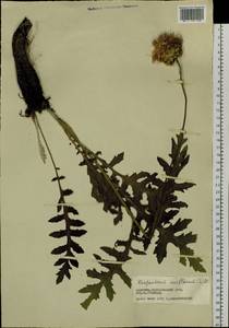 Rhaponticum uniflorum (L.) DC., Siberia, Baikal & Transbaikal region (S4) (Russia)